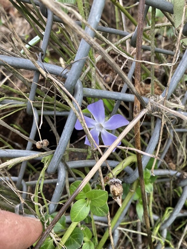Foto de Vinca