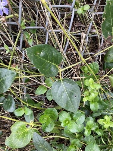 Foto de Vinca