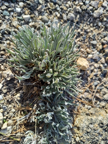 Lavanda