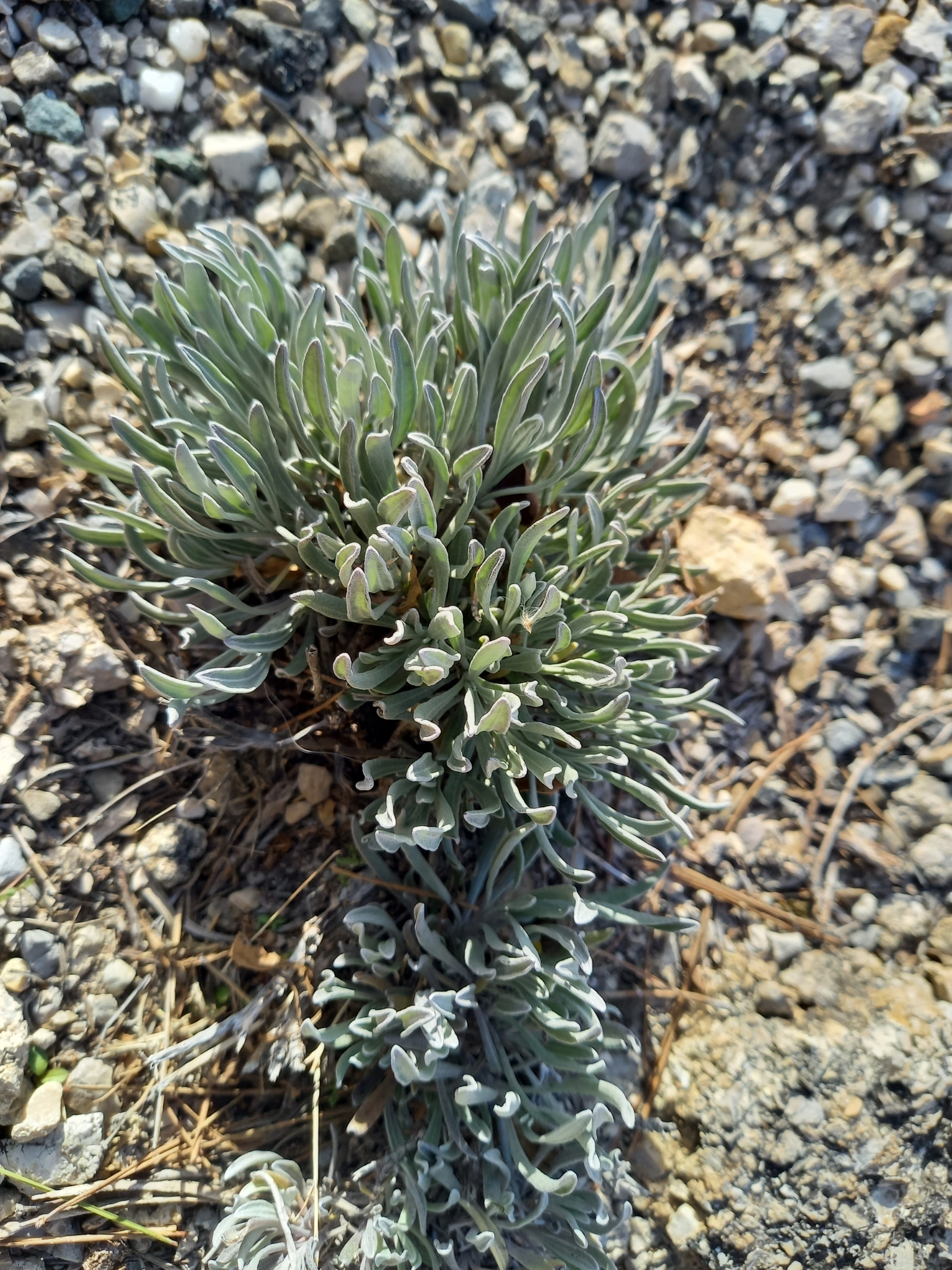 Imagem de Lavanda