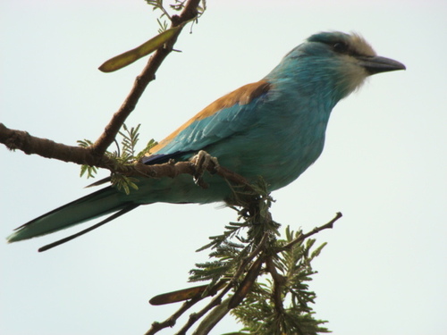 Abyssinian Roller