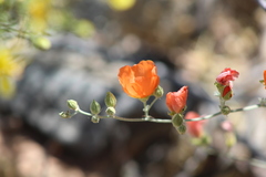 Sphaeralcea coulteri