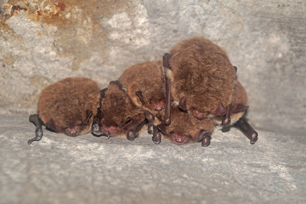 Daubenton's bat in January 2024 by stepdi · iNaturalist