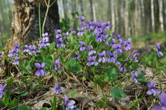 Viola uliginosa