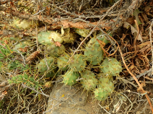 Maihueniopsis ovata