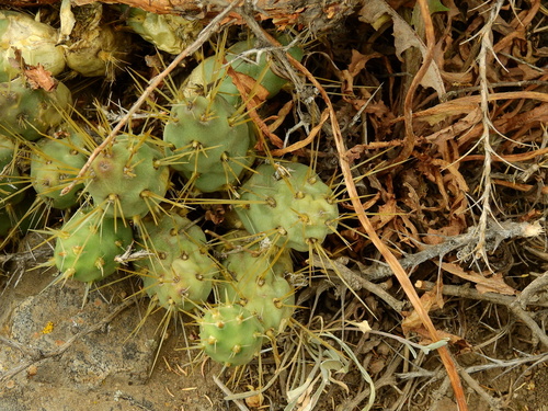 Maihueniopsis ovata