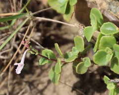 Aeollanthus parvifolius