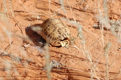 Psammobates oculifer