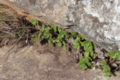 Aeollanthus parvifolius