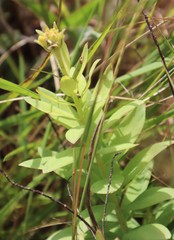Aeollanthus parvifolius