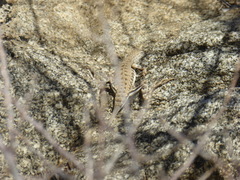 Callisaurus draconoides rhodostictus