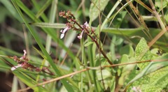 Aeollanthus parvifolius