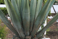 Agave ghiesbreghtii