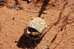 Psammobates oculifer