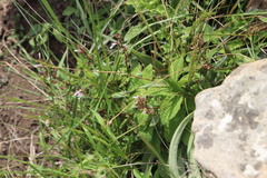 Aeollanthus parvifolius