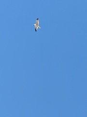 Leucophaeus atricilla