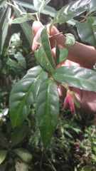 Hypoestes pulchra