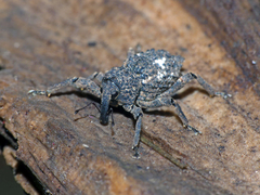 Poropterus succisus