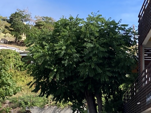 Foto de Umbu