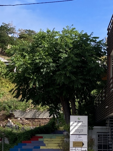 Foto de Umbu