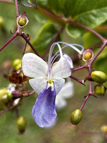 Rotheca myricoides