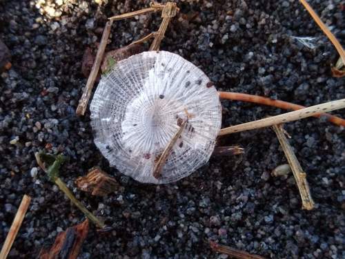 photo of Blue Button (Porpita porpita)