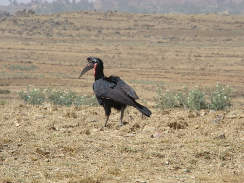 Abyssinian Ground-Hornbill
