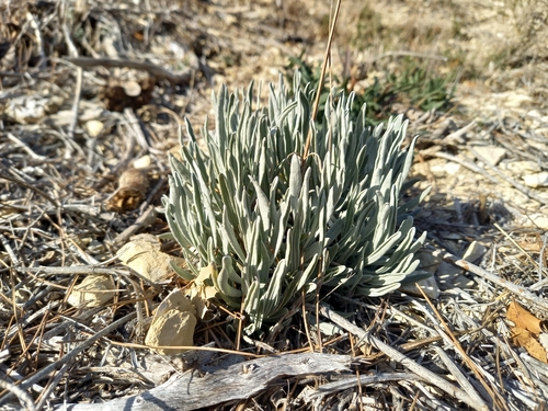 Foto de Lavanda