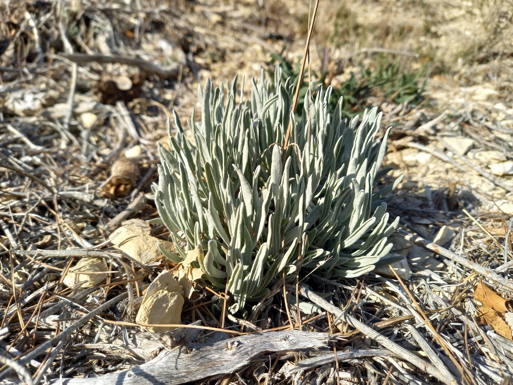 Imagem de Lavanda