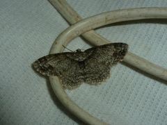 Paradarisa consonaria