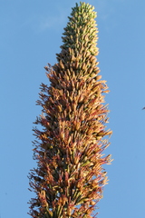 Agave ghiesbreghtii
