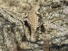 Callisaurus draconoides rhodostictus