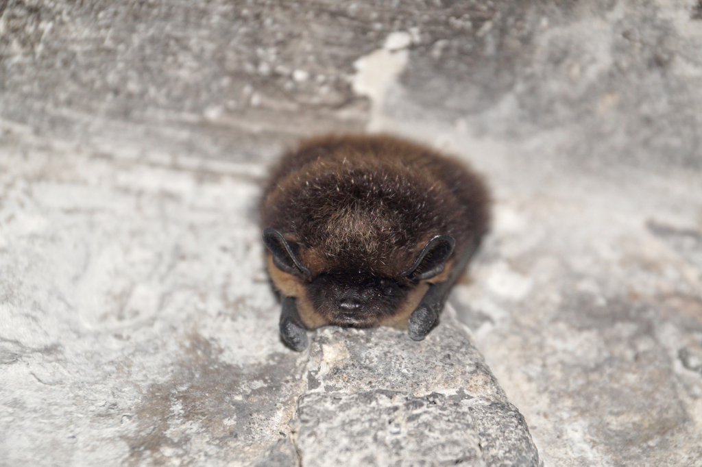 Northern Bat In January 2024 By Stepdi INaturalist   Large 