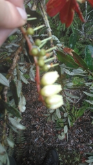 Agarista salicifolia
