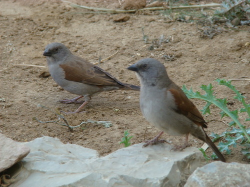Swainson's Sparrow