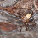 Western Pirate Spider - Photo (c) Mike troll Dame, some rights reserved (CC BY-NC-ND), uploaded by Mike troll Dame