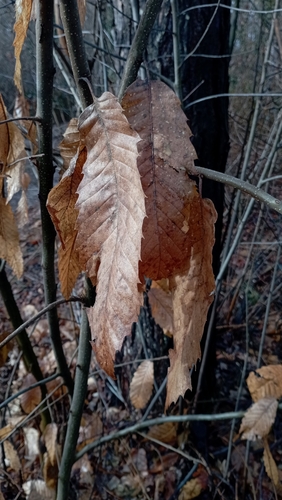 Castanheira