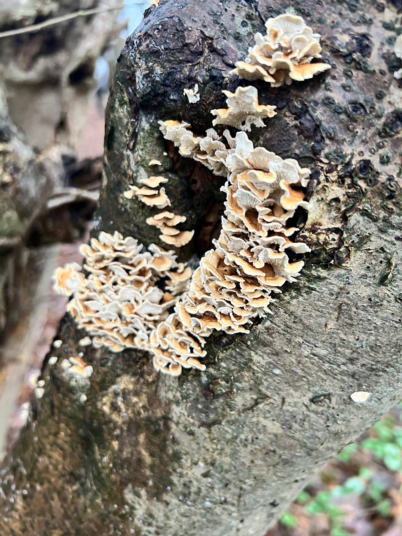Plicaturopsis crispa - Krauser Adernzähling