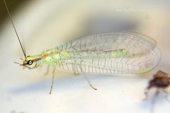 Chrysopa coloradensis