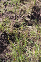 Xyris capensis