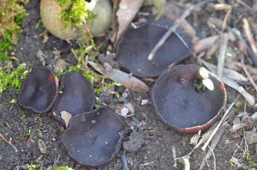 Representative image of Phylloscypha