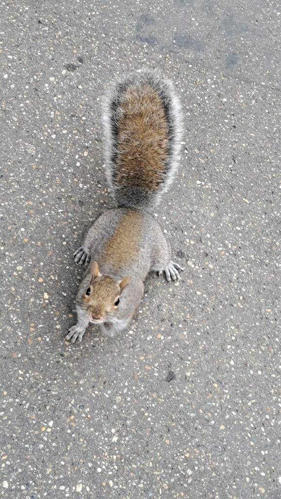 Eastern Gray Squirrel from Borgo San Paolo, Torino TO, Italia on ...