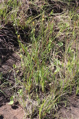Xyris capensis