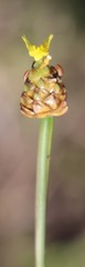 Xyris capensis