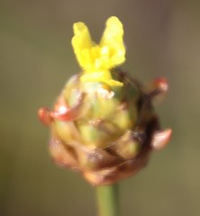 Xyris capensis