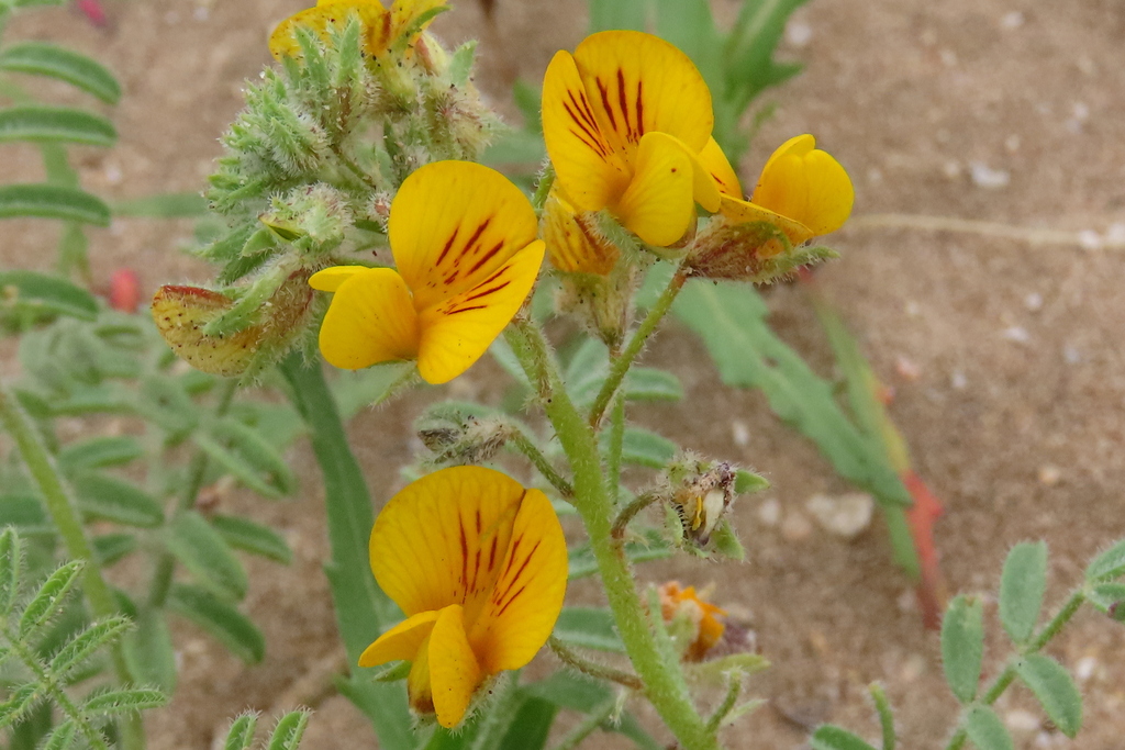 Adesmia parviflora