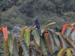 Hypopyrrhus pyrohypogaster