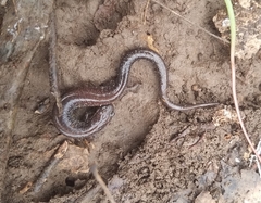 Plethodon electromorphus