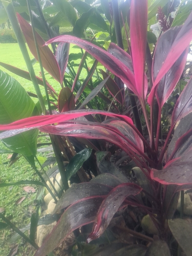 Dracena