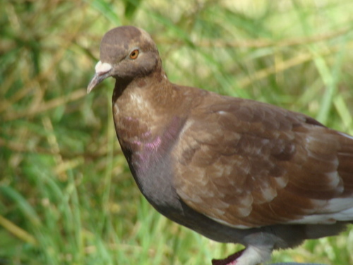 Feral Pigeon